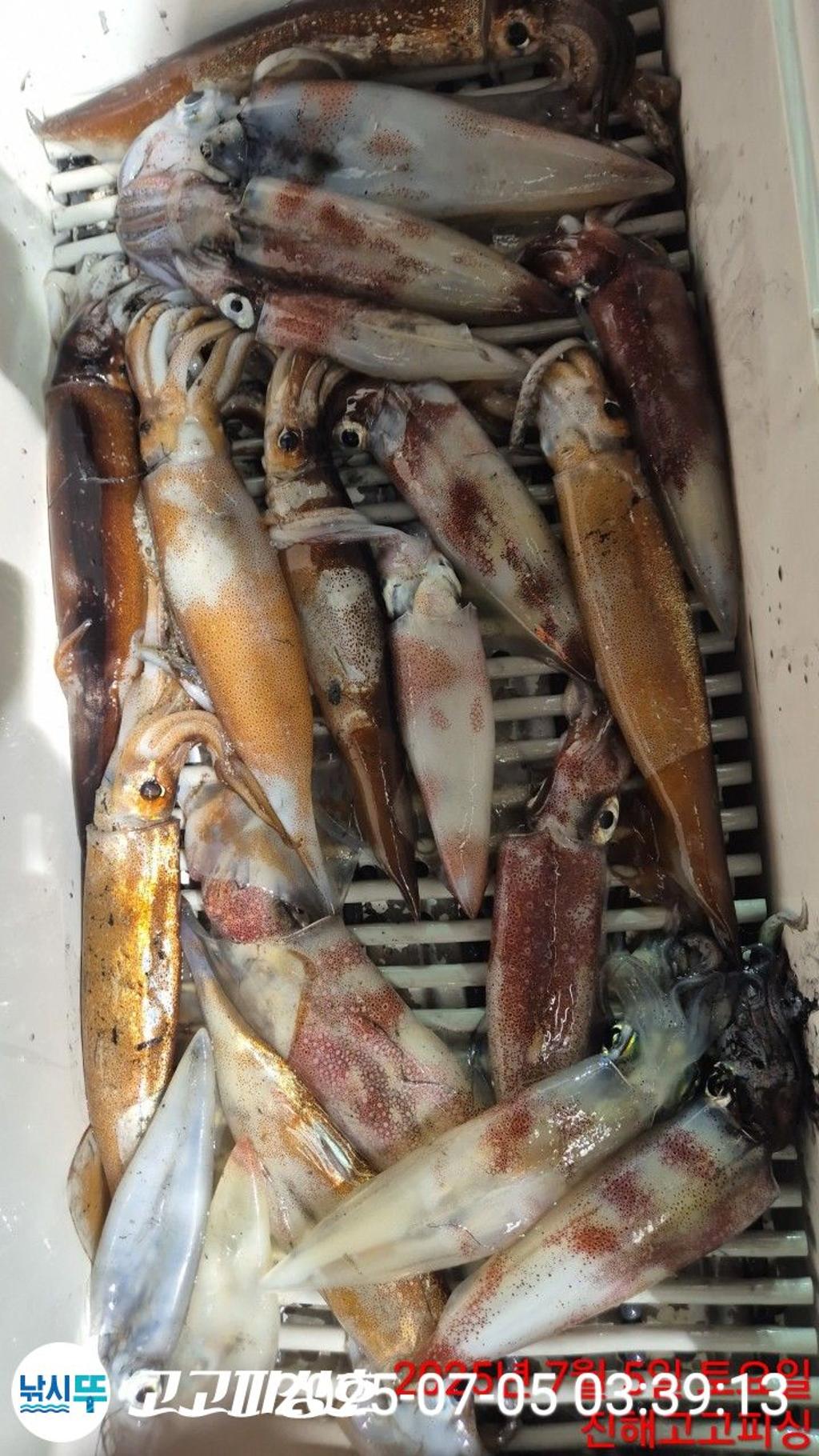 낚시뚜,한치,속천항(진해),고고피싱호,낚시뚜25