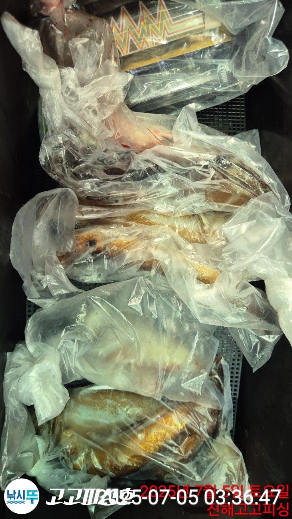 낚시뚜,한치,속천항(진해),고고피싱호,낚시뚜17