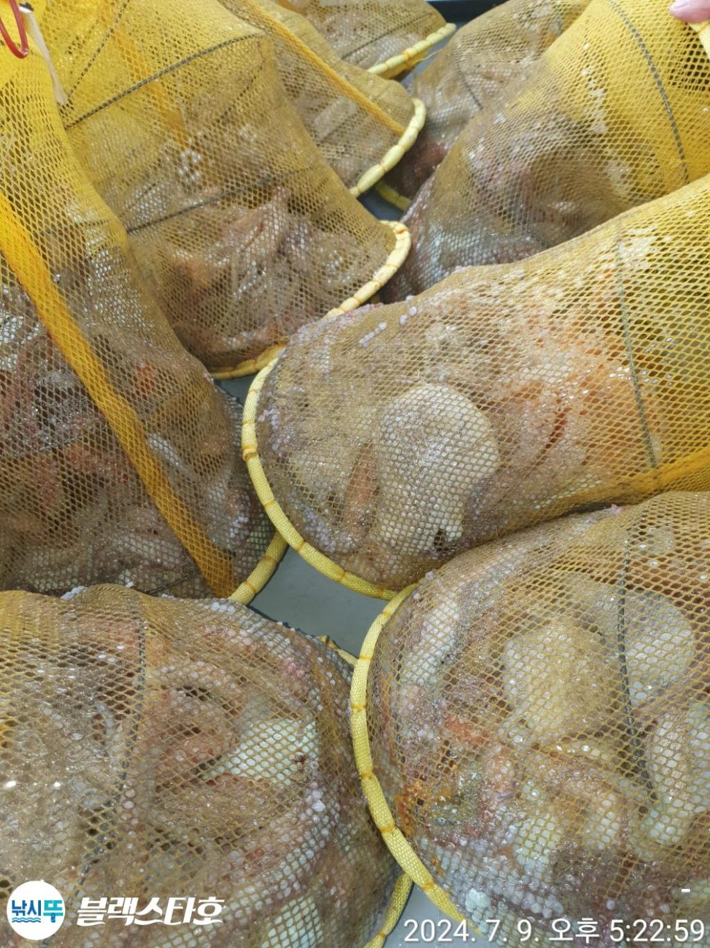 낚시뚜,돌문어,삼천포 팔포항,삼천포 블랙스타,낚시뚜1