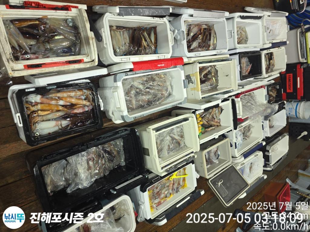 낚시뚜,오징어,한치,진해행암항,진해포시즌 2호,낚시뚜29