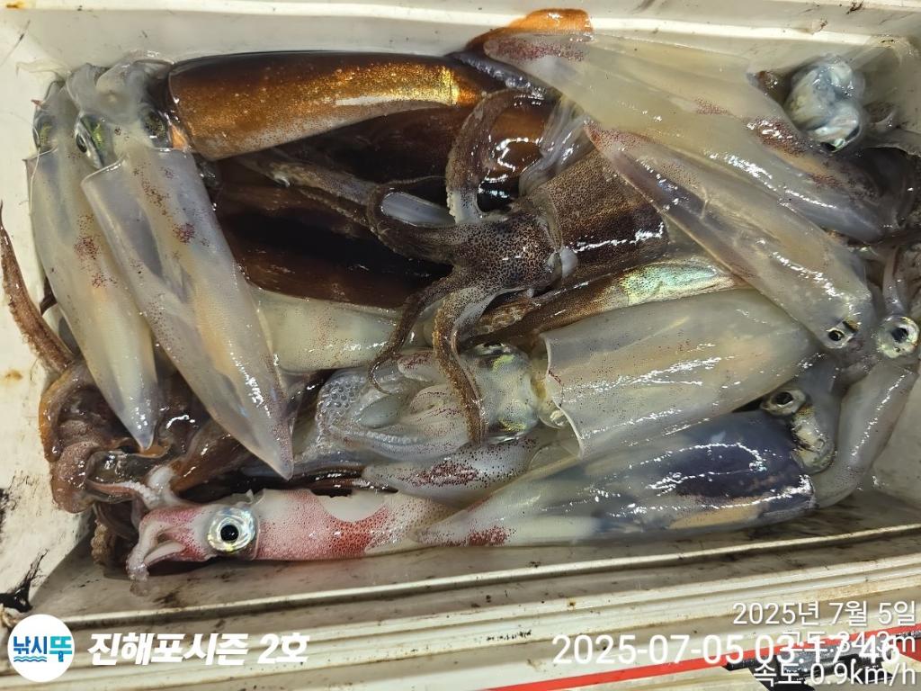 낚시뚜,오징어,한치,진해행암항,진해포시즌 2호,낚시뚜27