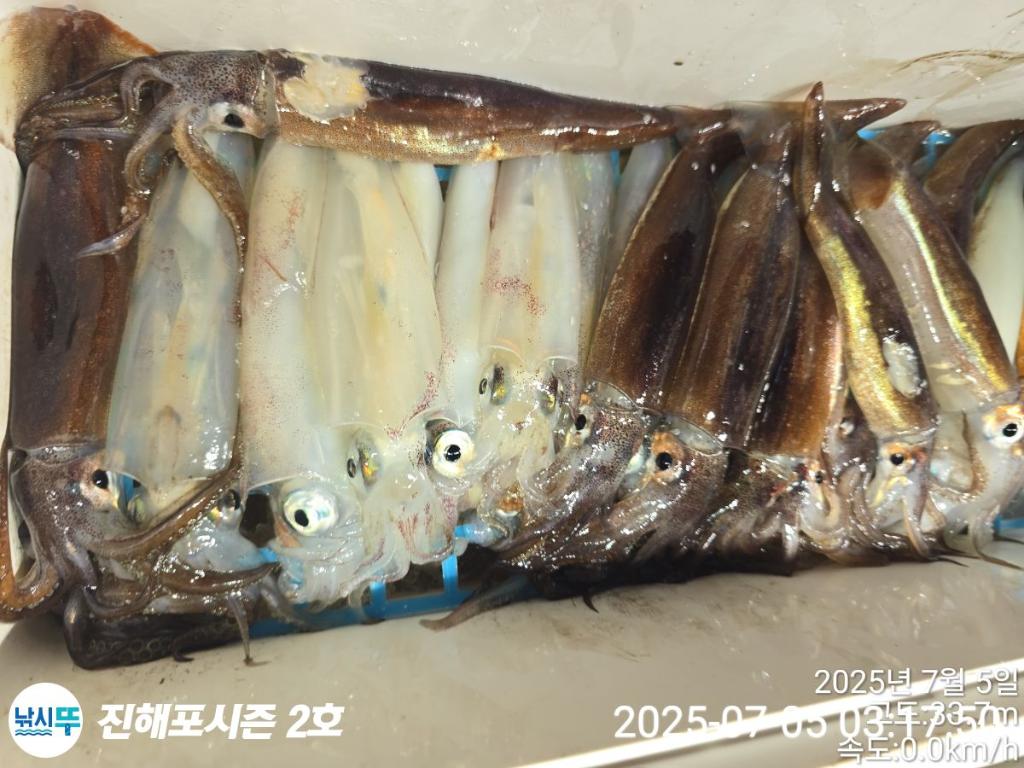 낚시뚜,오징어,한치,진해행암항,진해포시즌 2호,낚시뚜26