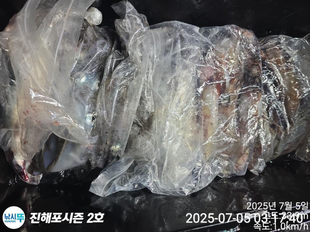 낚시뚜,오징어,한치,진해행암항,진해포시즌 2호,낚시뚜23