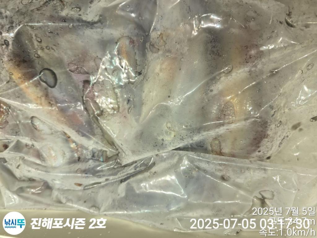 낚시뚜,오징어,한치,진해행암항,진해포시즌 2호,낚시뚜21