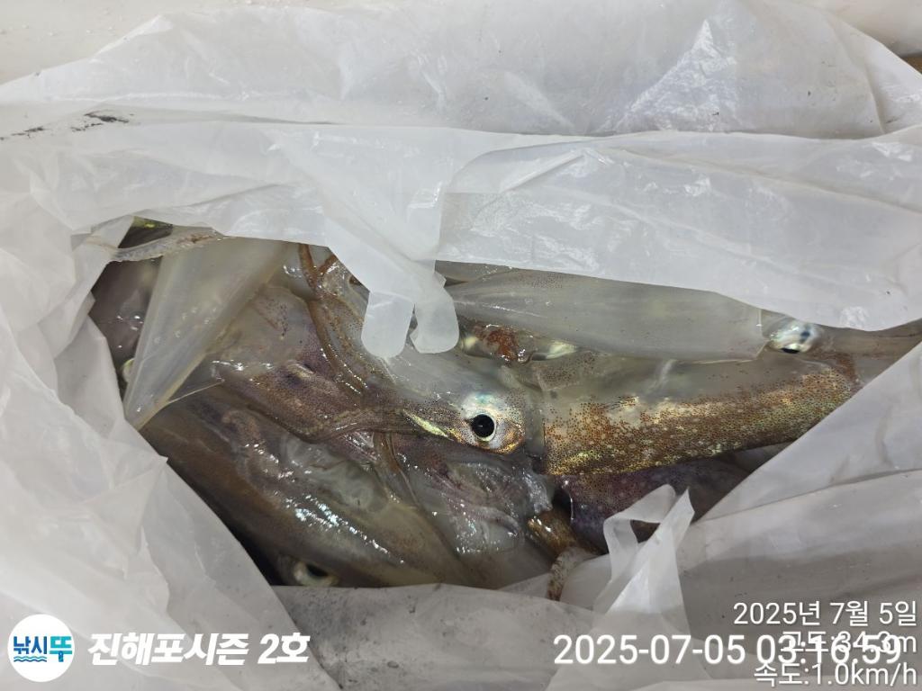 낚시뚜,오징어,한치,진해행암항,진해포시즌 2호,낚시뚜18