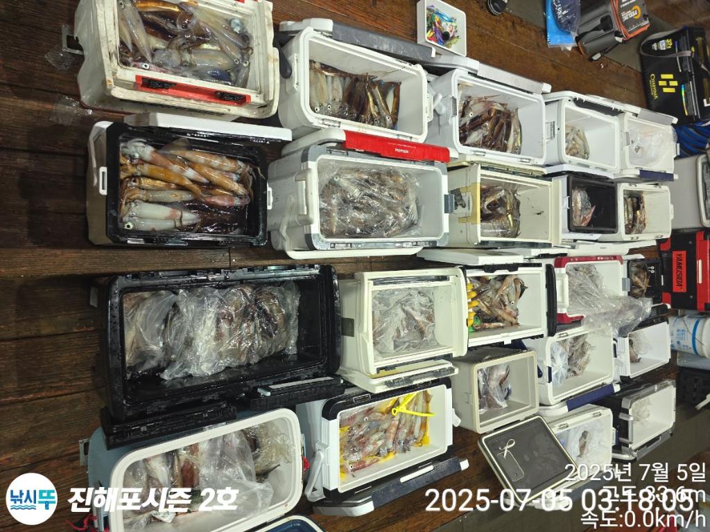낚시뚜,오징어,한치,진해행암항,진해포시즌 2호,낚시뚜1