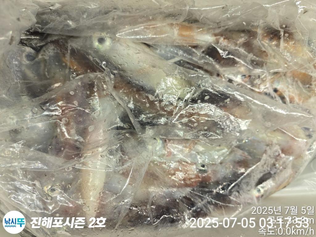 낚시뚜,오징어,한치,진해행암항,진해포시즌 2호,낚시뚜18