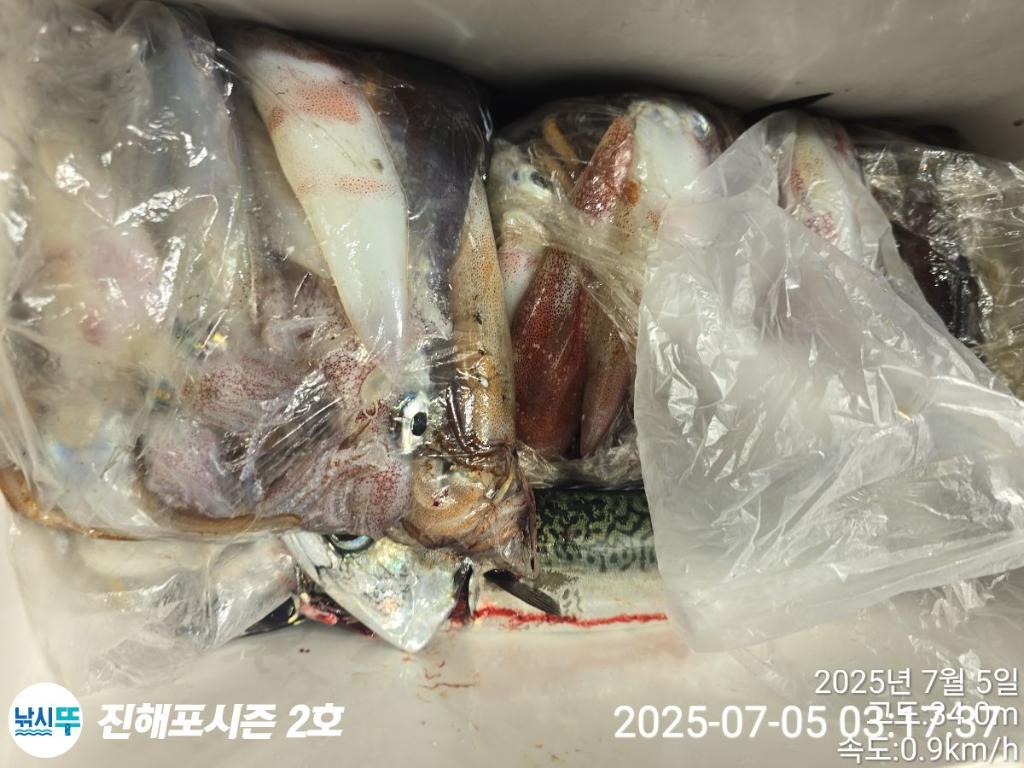 낚시뚜,오징어,한치,진해행암항,진해포시즌 2호,낚시뚜17