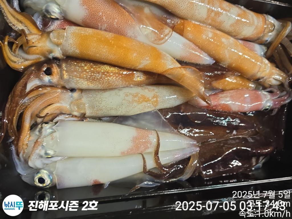 낚시뚜,오징어,한치,진해행암항,진해포시즌 2호,낚시뚜15