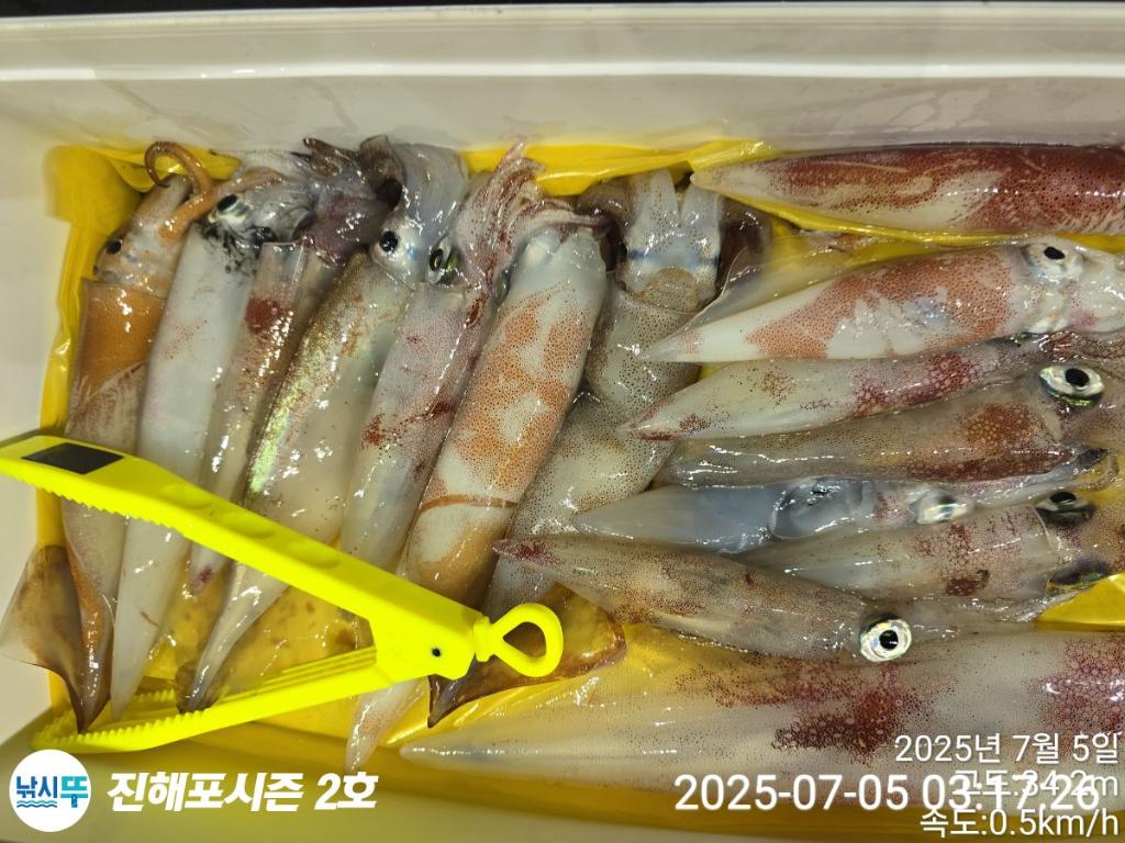 낚시뚜,오징어,한치,진해행암항,진해포시즌 2호,낚시뚜14