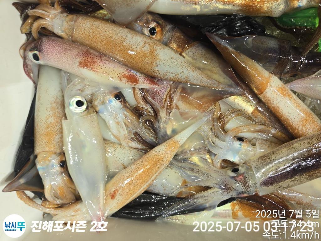 낚시뚜,오징어,한치,진해행암항,진해포시즌 2호,낚시뚜13