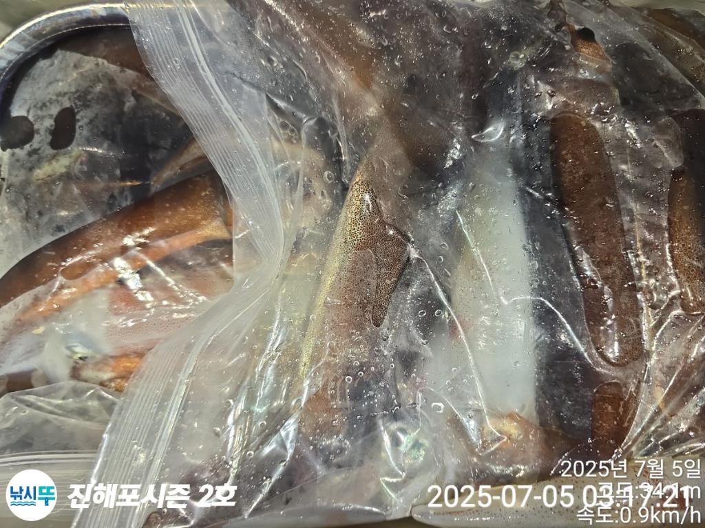 낚시뚜,오징어,한치,진해행암항,진해포시즌 2호,낚시뚜11