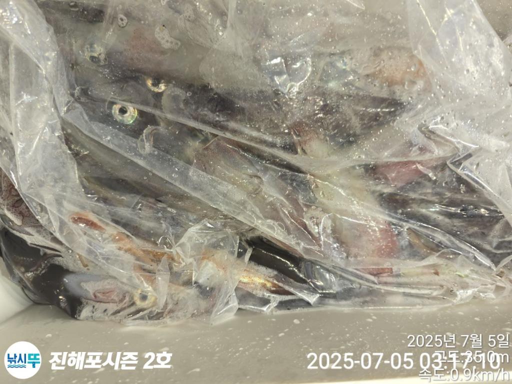 낚시뚜,오징어,한치,진해행암항,진해포시즌 2호,낚시뚜10