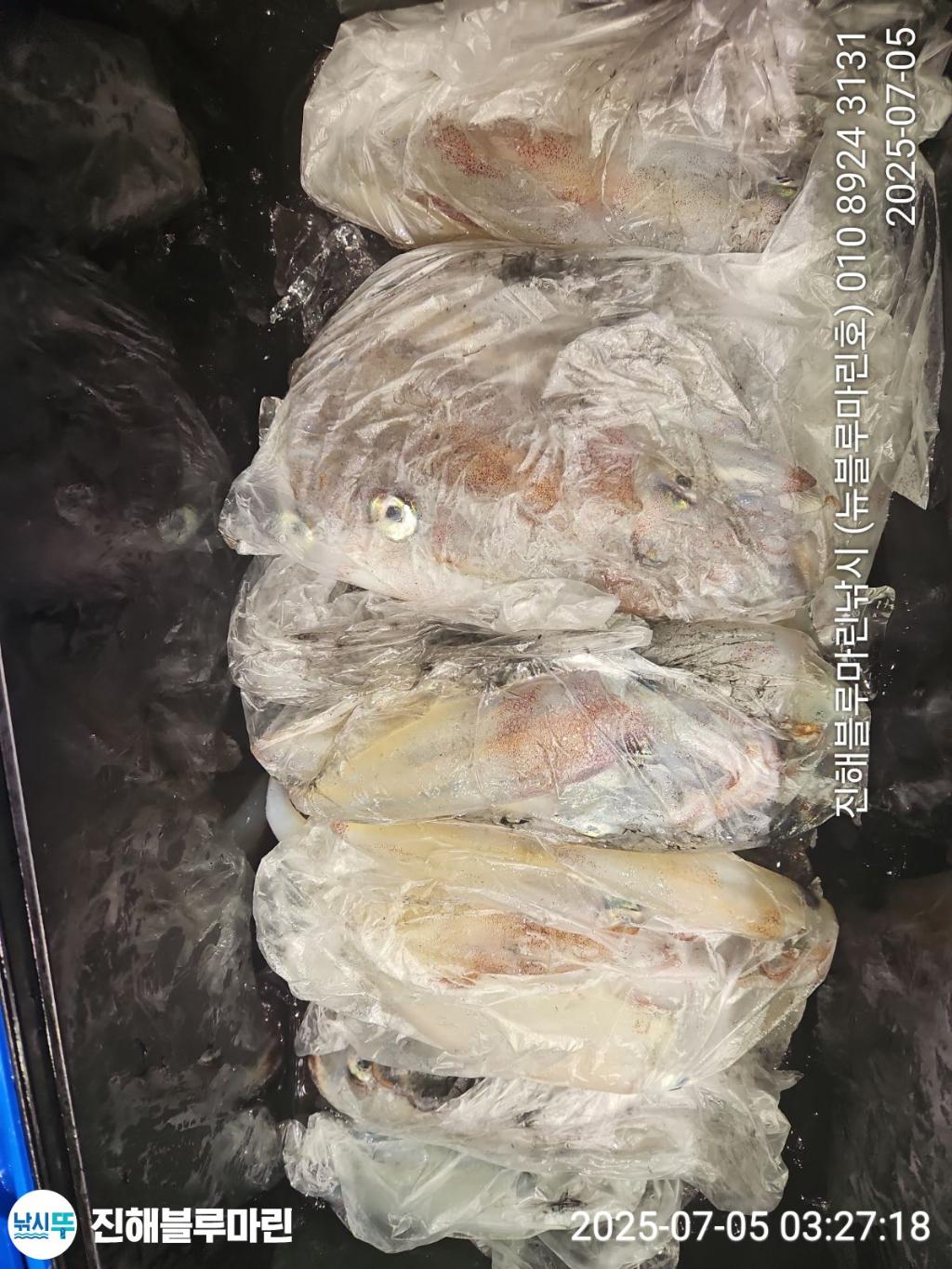 낚시뚜,한치,진해수도항,진해블루마린낚시,낚시뚜23