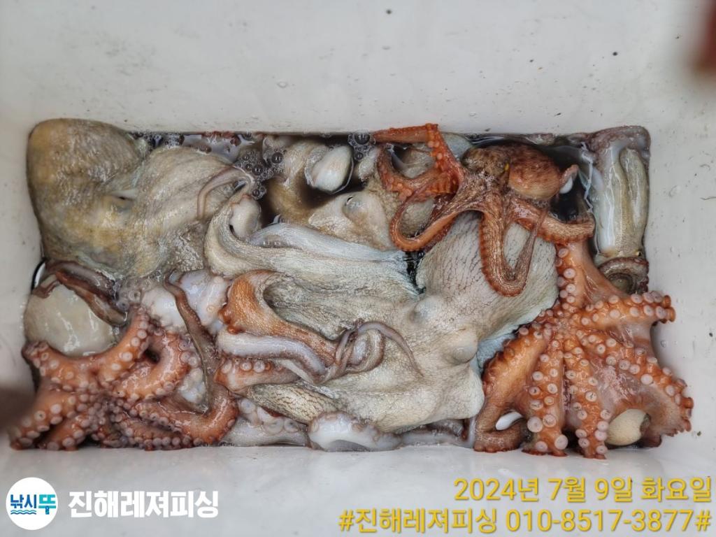 낚시뚜,돌문어,백조기,진해1부두항,진해레져피싱,낚시뚜24