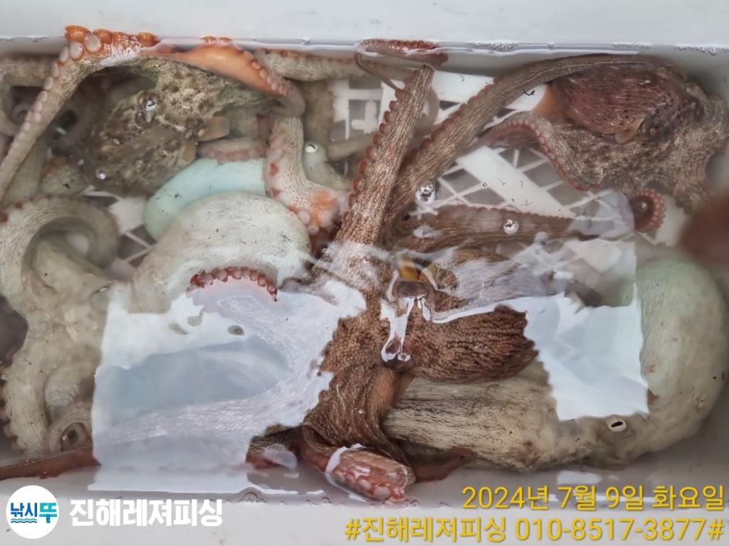 낚시뚜,돌문어,백조기,진해1부두항,진해레져피싱,낚시뚜23
