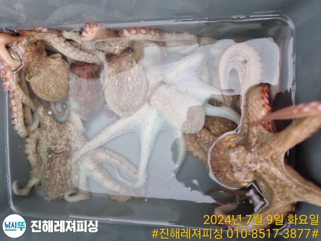 낚시뚜,백조기,돌문어,진해1부두항,진해레져피싱,낚시뚜29