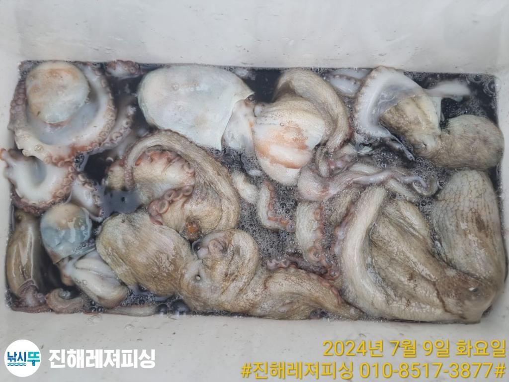 낚시뚜,백조기,돌문어,진해1부두항,진해레져피싱,낚시뚜28