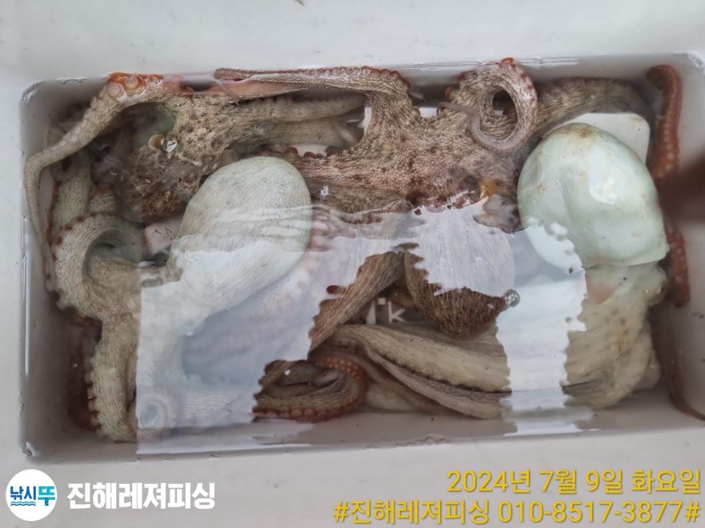 낚시뚜,백조기,돌문어,진해1부두항,진해레져피싱,낚시뚜27
