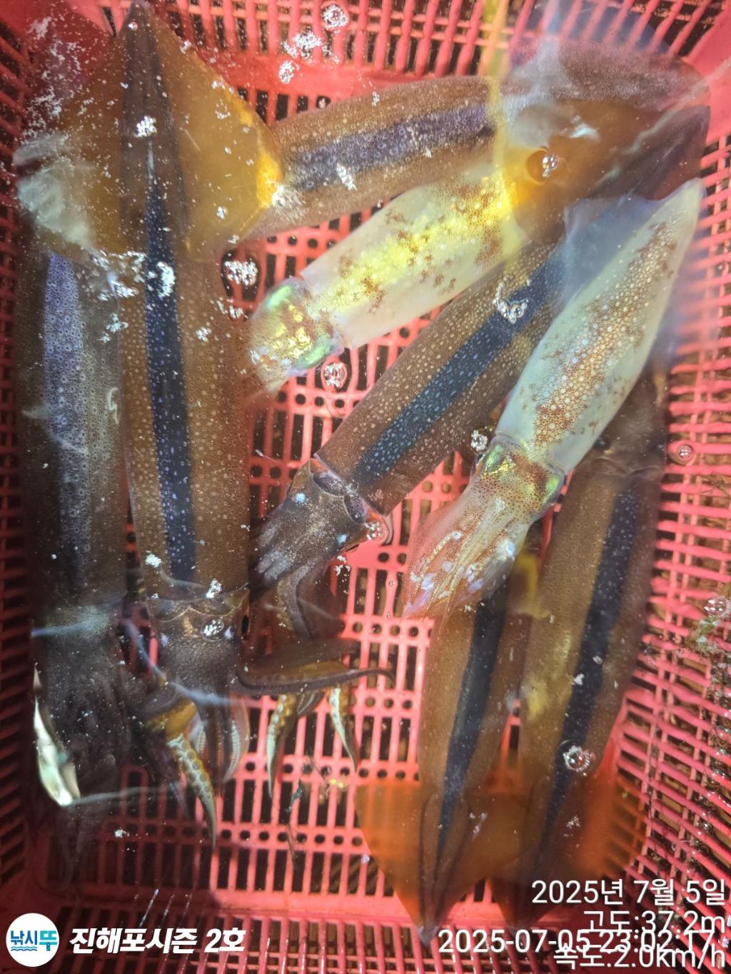 낚시뚜,오징어,한치,진해행암항,진해포시즌 2호,낚시뚜6