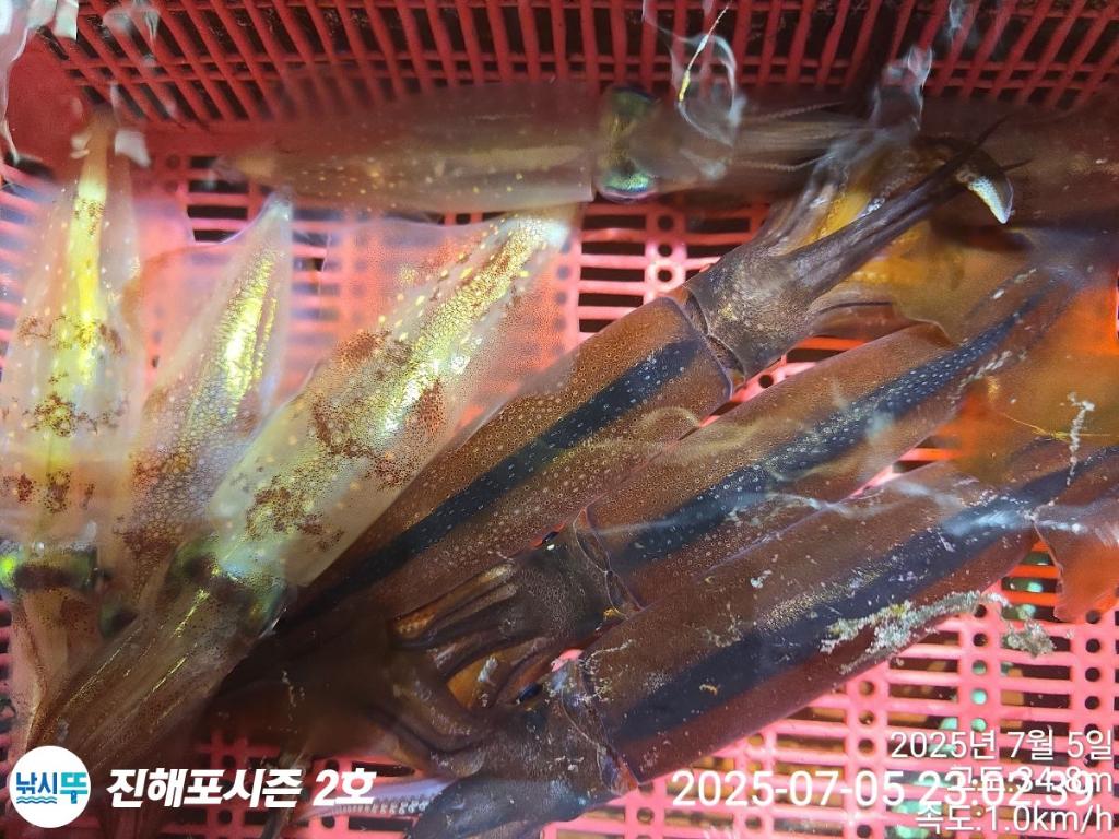 낚시뚜,오징어,한치,진해행암항,진해포시즌 2호,낚시뚜4