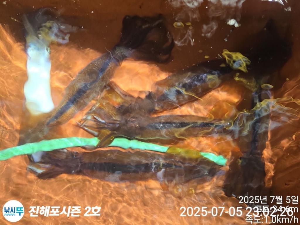 낚시뚜,오징어,한치,진해행암항,진해포시즌 2호,낚시뚜3