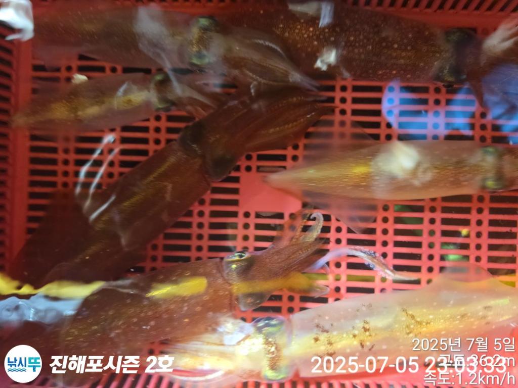 낚시뚜,오징어,한치,진해행암항,진해포시즌 2호,낚시뚜2