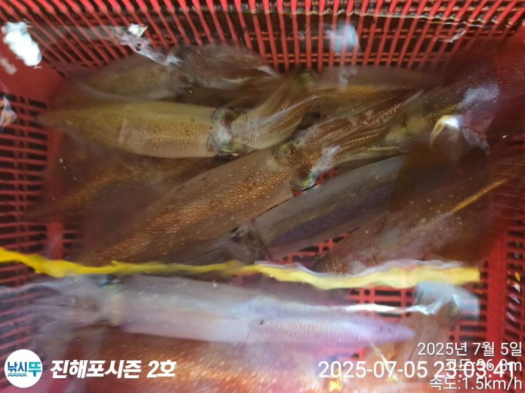 낚시뚜,오징어,한치,진해행암항,진해포시즌 2호,낚시뚜1