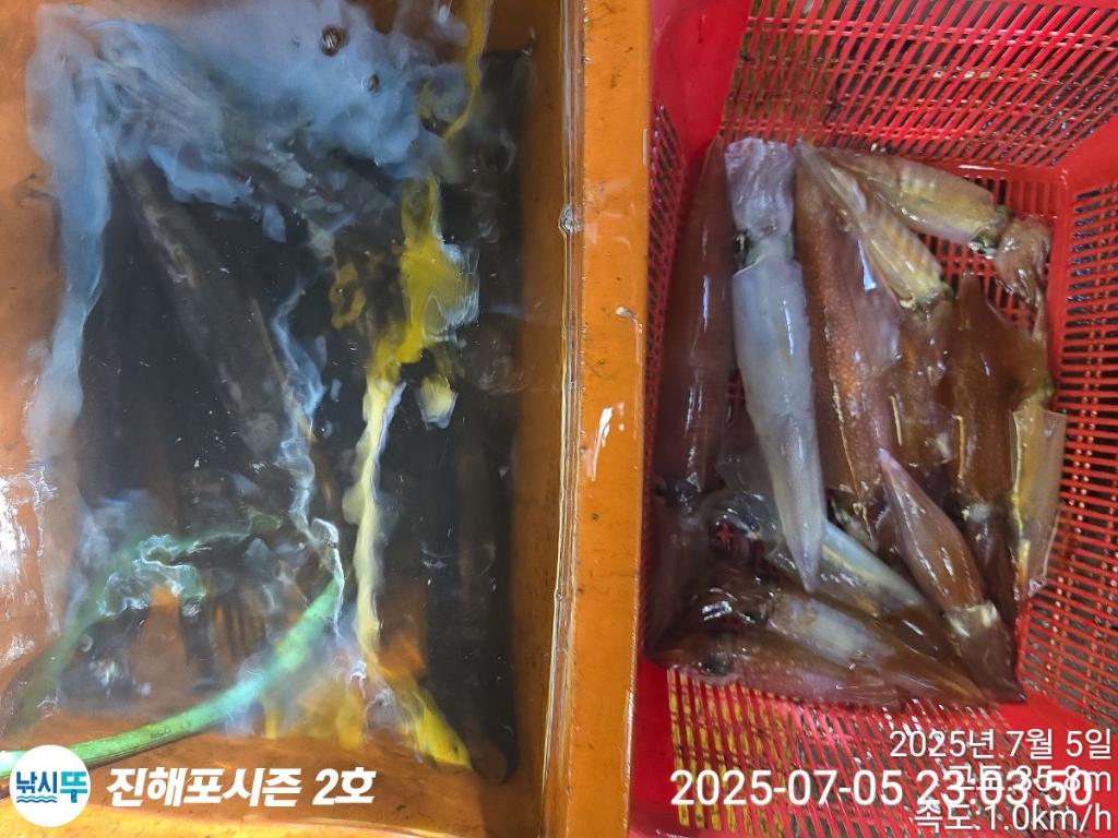 낚시뚜,오징어,한치,진해행암항,진해포시즌 2호,낚시뚜0
