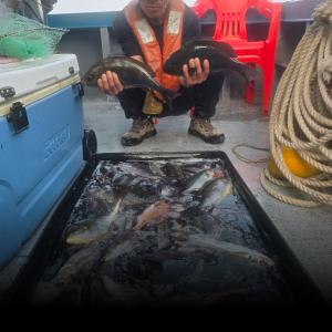 조황, #긴꼬리벵에돔 조황속보(홍도)