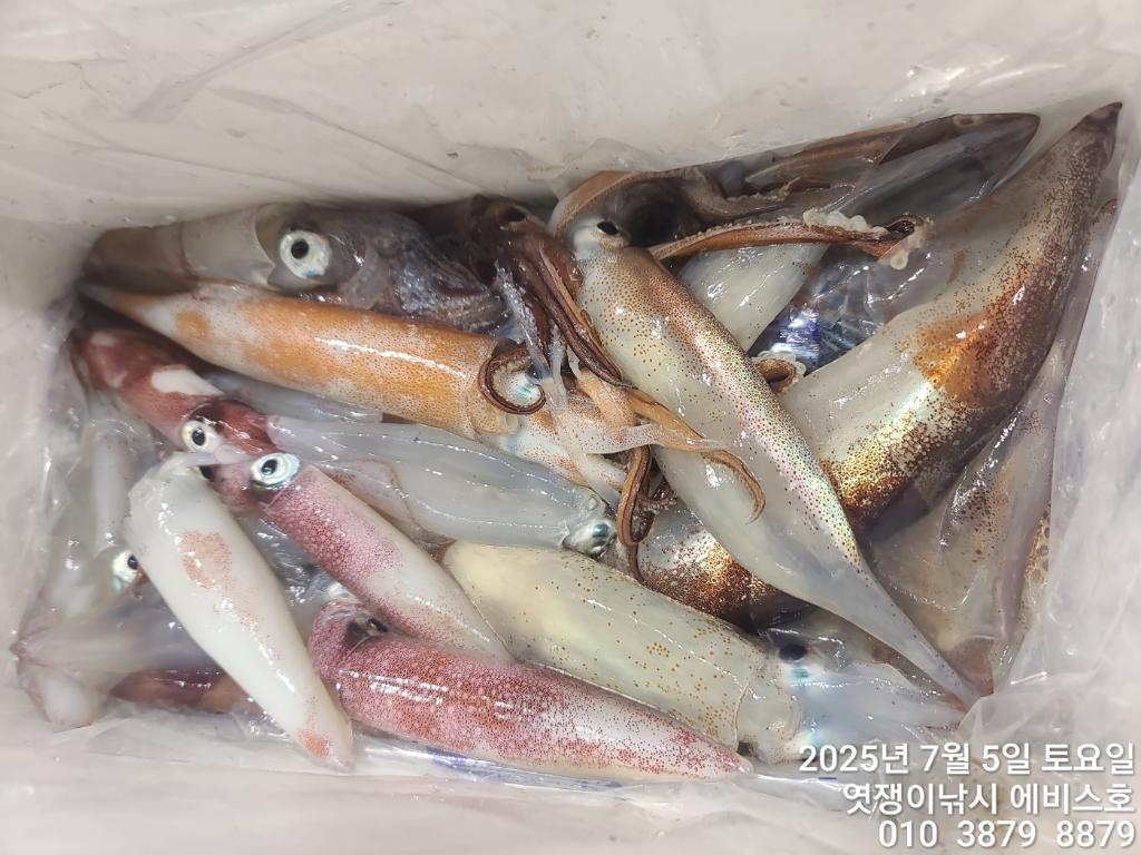 낚시뚜,기타 (직접입력),삼포항,엿쟁이낚시,낚시뚜6