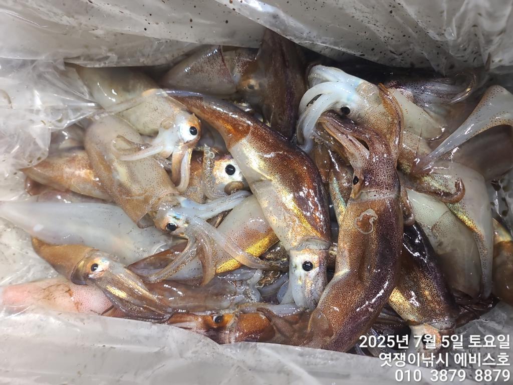 낚시뚜,기타 (직접입력),삼포항,엿쟁이낚시,낚시뚜7