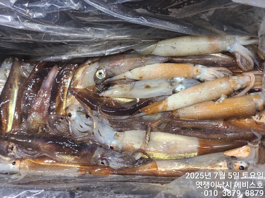 낚시뚜,기타 (직접입력),삼포항,엿쟁이낚시,낚시뚜9