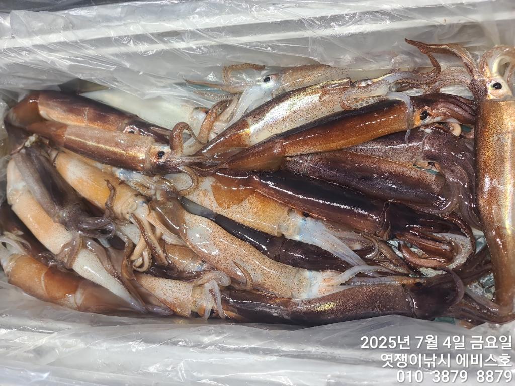 낚시뚜,기타 (직접입력),삼포항,엿쟁이낚시,낚시뚜38