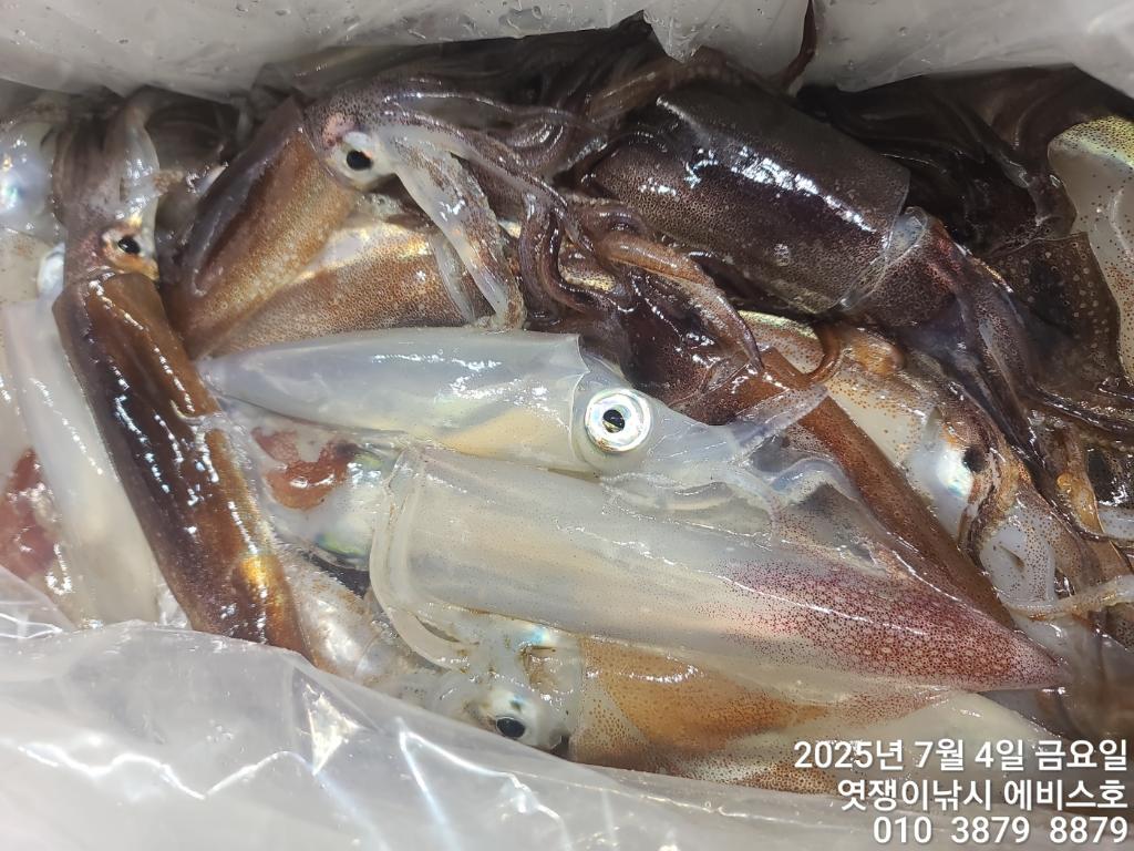 낚시뚜,기타 (직접입력),삼포항,엿쟁이낚시,낚시뚜39