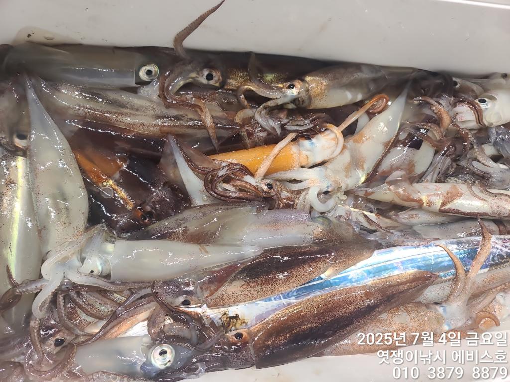 낚시뚜,기타 (직접입력),삼포항,엿쟁이낚시,낚시뚜41