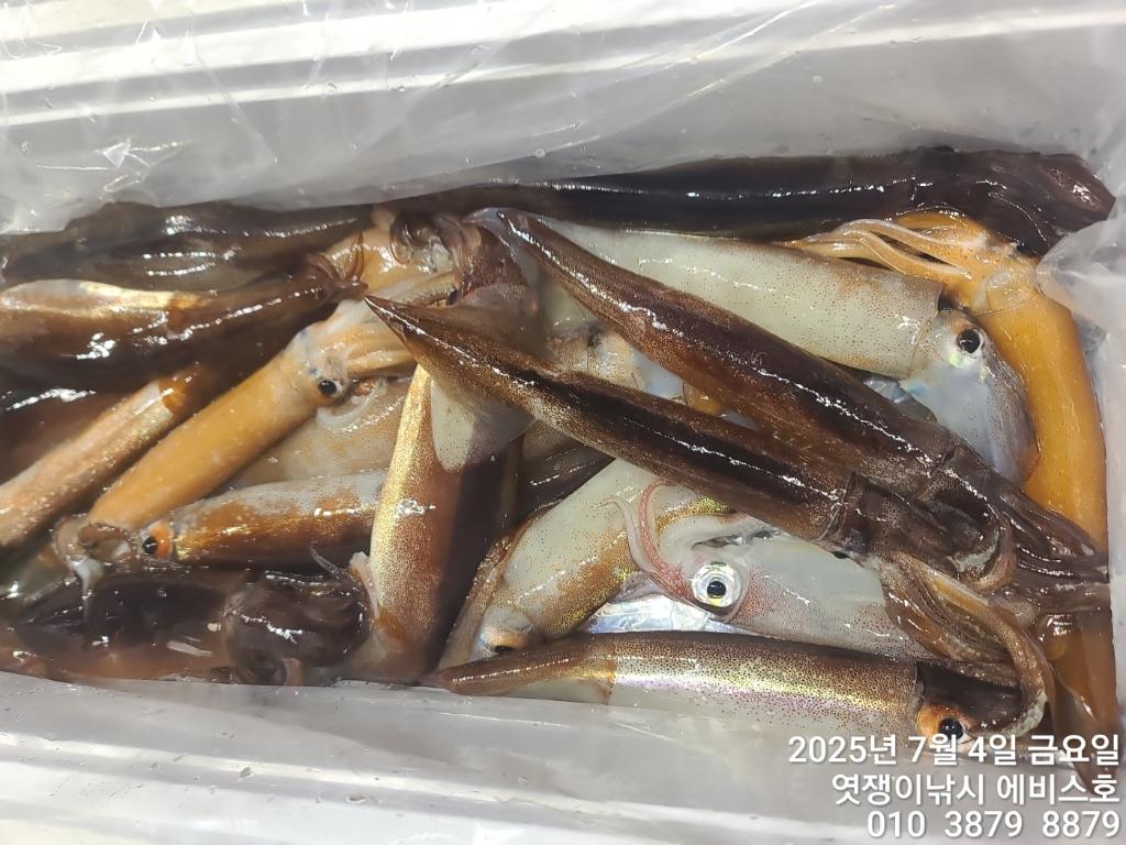 낚시뚜,기타 (직접입력),삼포항,엿쟁이낚시,낚시뚜42