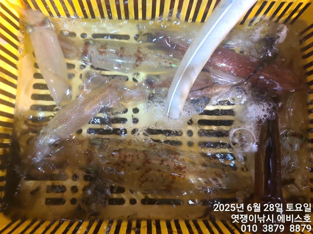 낚시뚜,기타 (직접입력),삼포항,엿쟁이낚시,낚시뚜52
