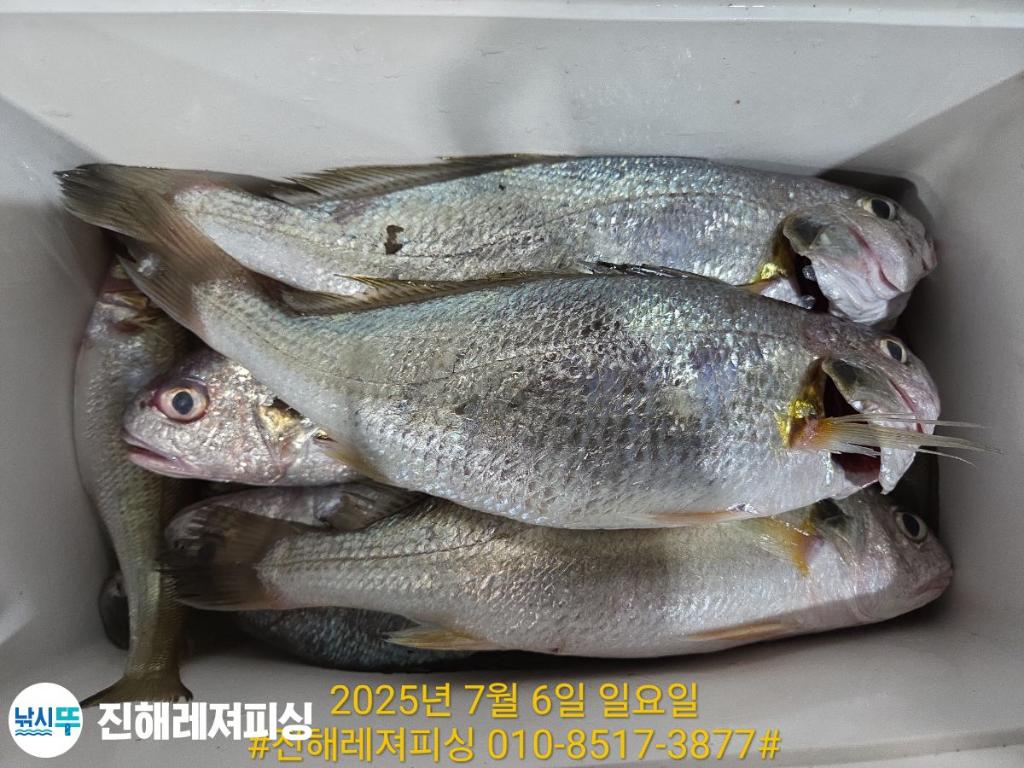 낚시뚜,돌문어,백조기,진해1부두항,진해레져피싱,낚시뚜12