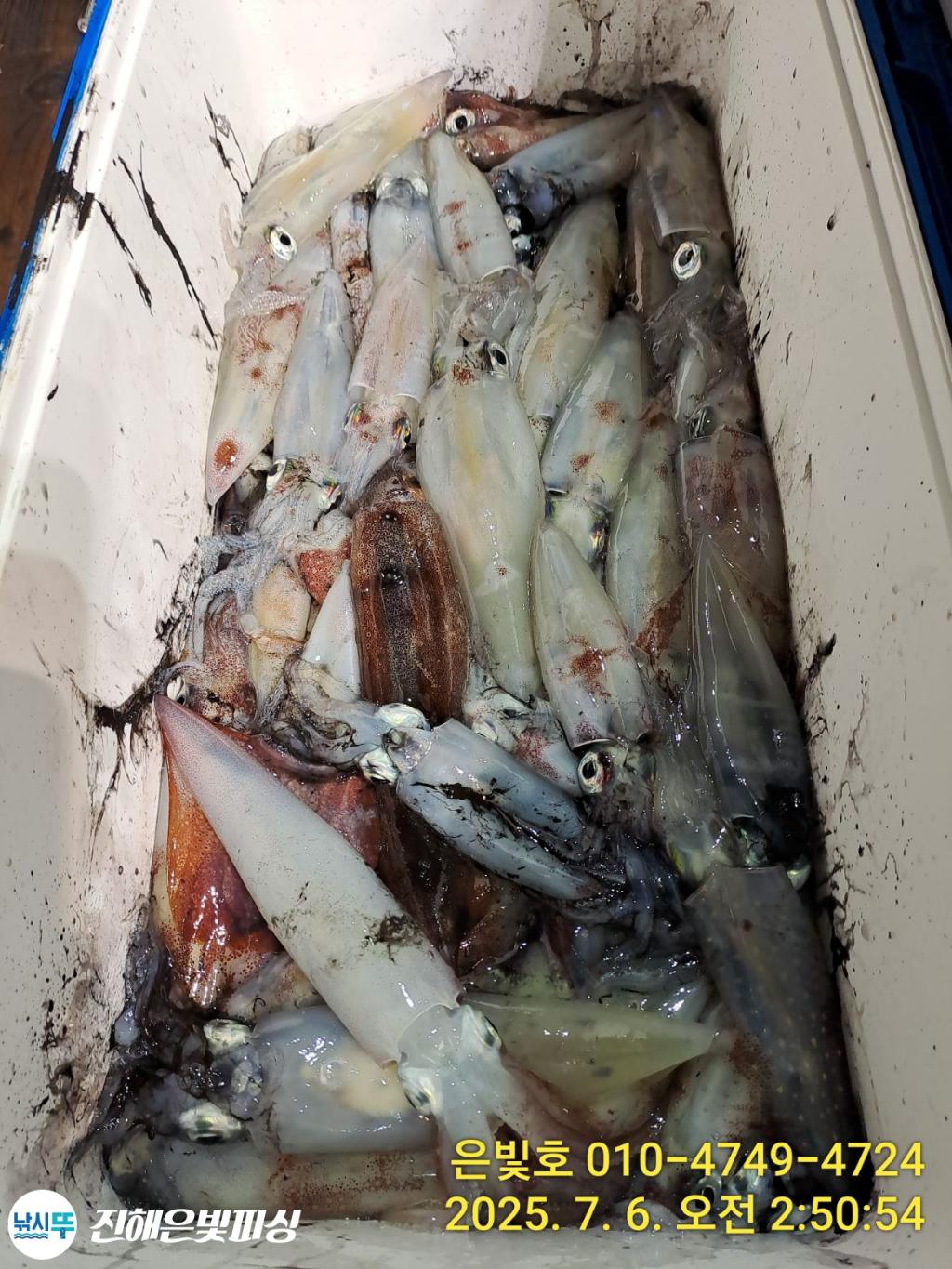 낚시뚜,한치,오징어,진해수도항,진해은빛피싱,낚시뚜13