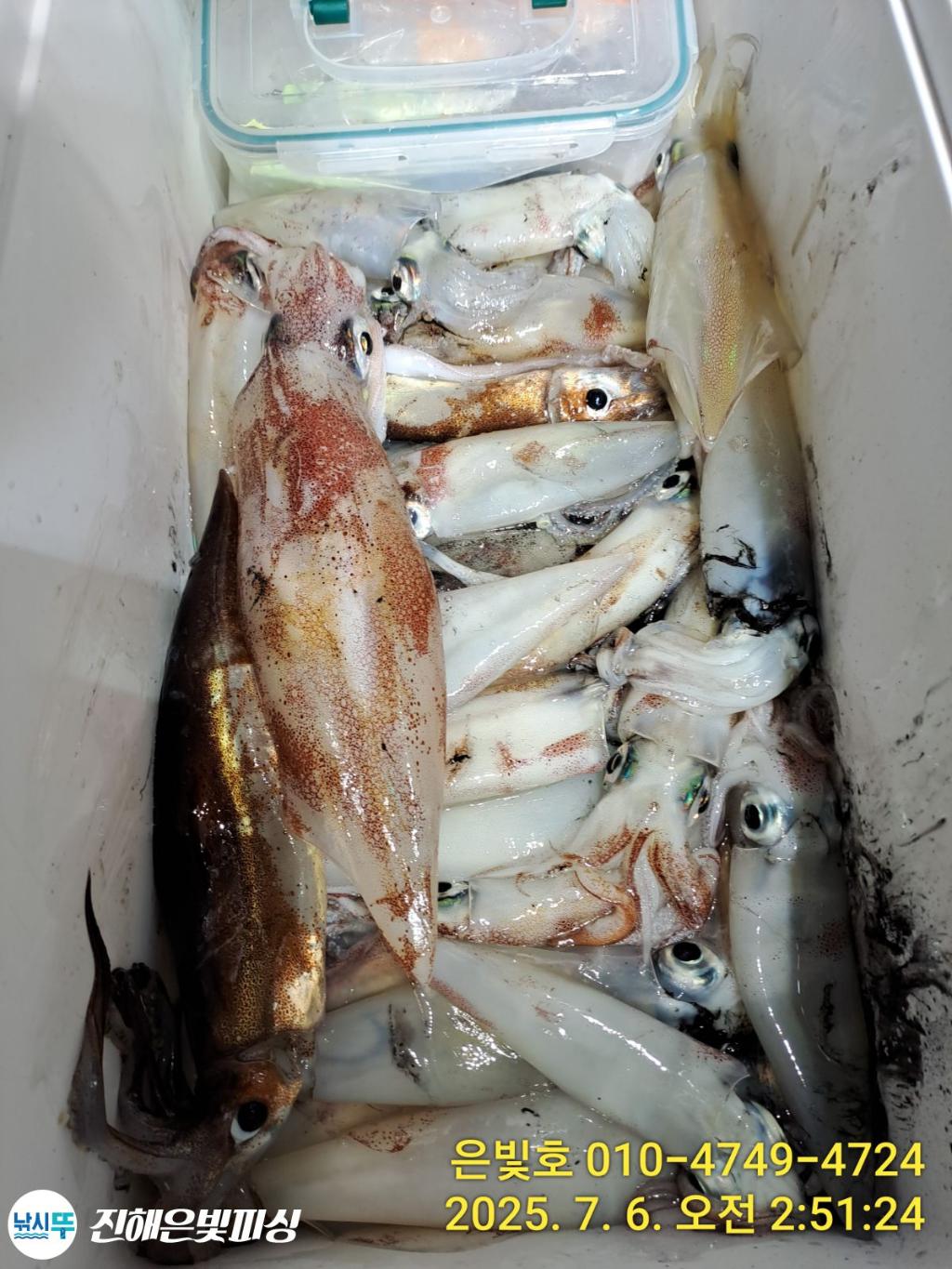 낚시뚜,한치,오징어,진해수도항,진해은빛피싱,낚시뚜12