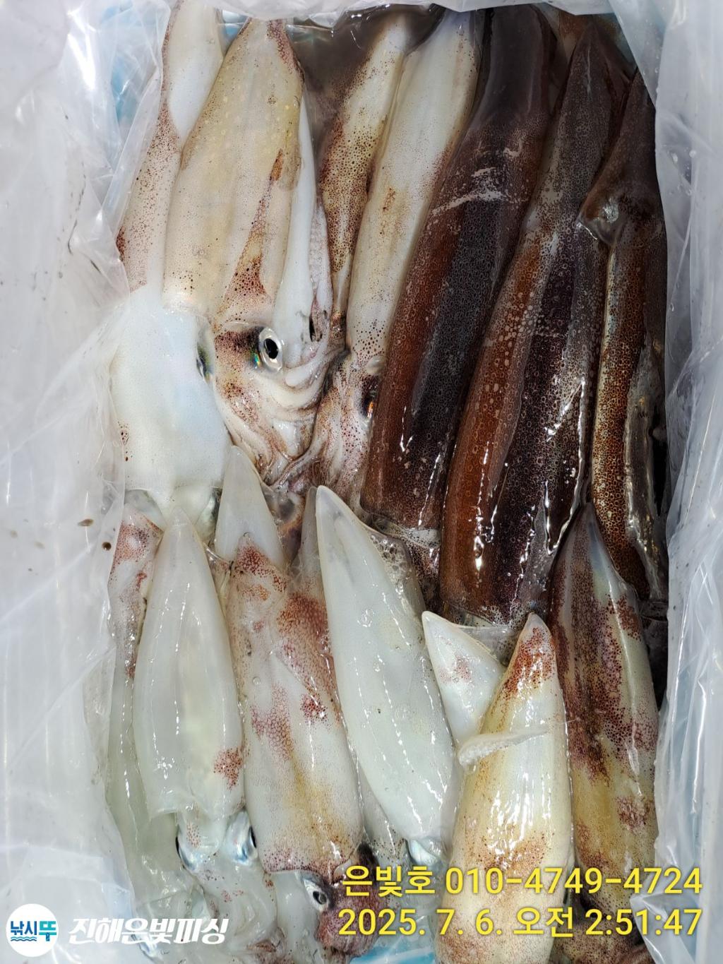 낚시뚜,한치,오징어,진해수도항,진해은빛피싱,낚시뚜11