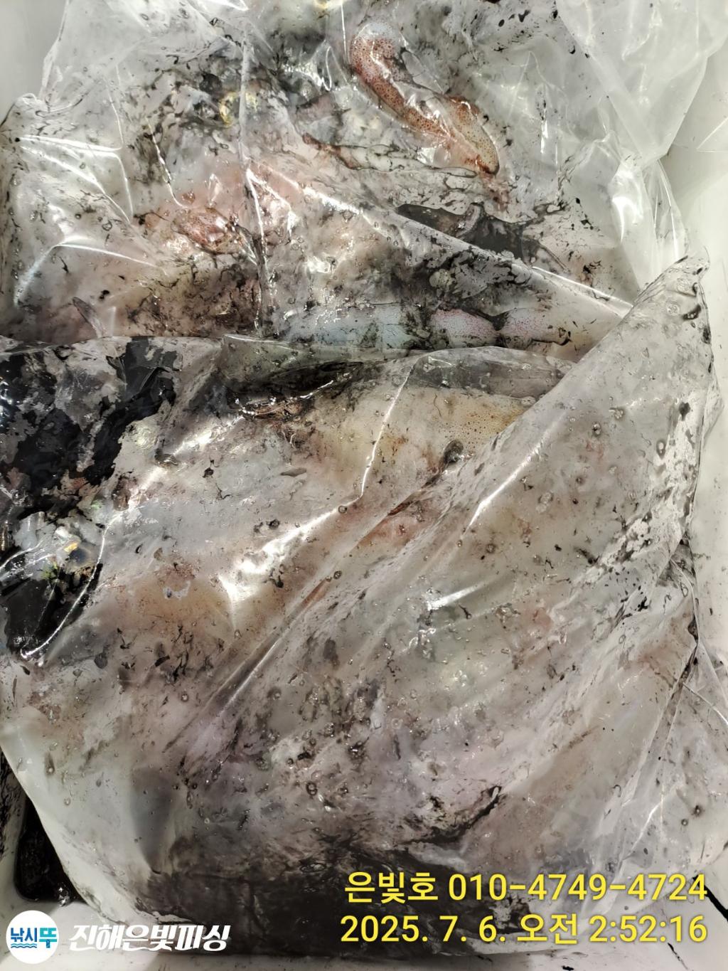 낚시뚜,한치,오징어,진해수도항,진해은빛피싱,낚시뚜10