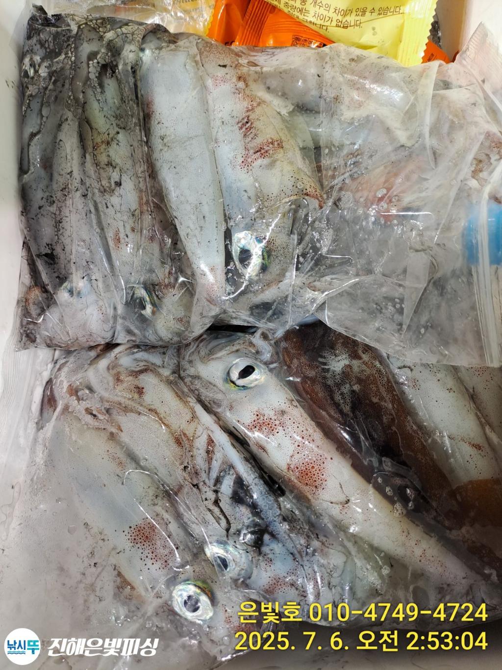 낚시뚜,한치,오징어,진해수도항,진해은빛피싱,낚시뚜8