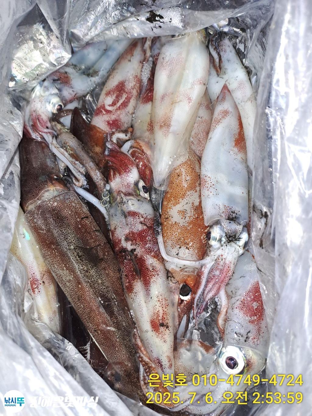 낚시뚜,한치,오징어,진해수도항,진해은빛피싱,낚시뚜6