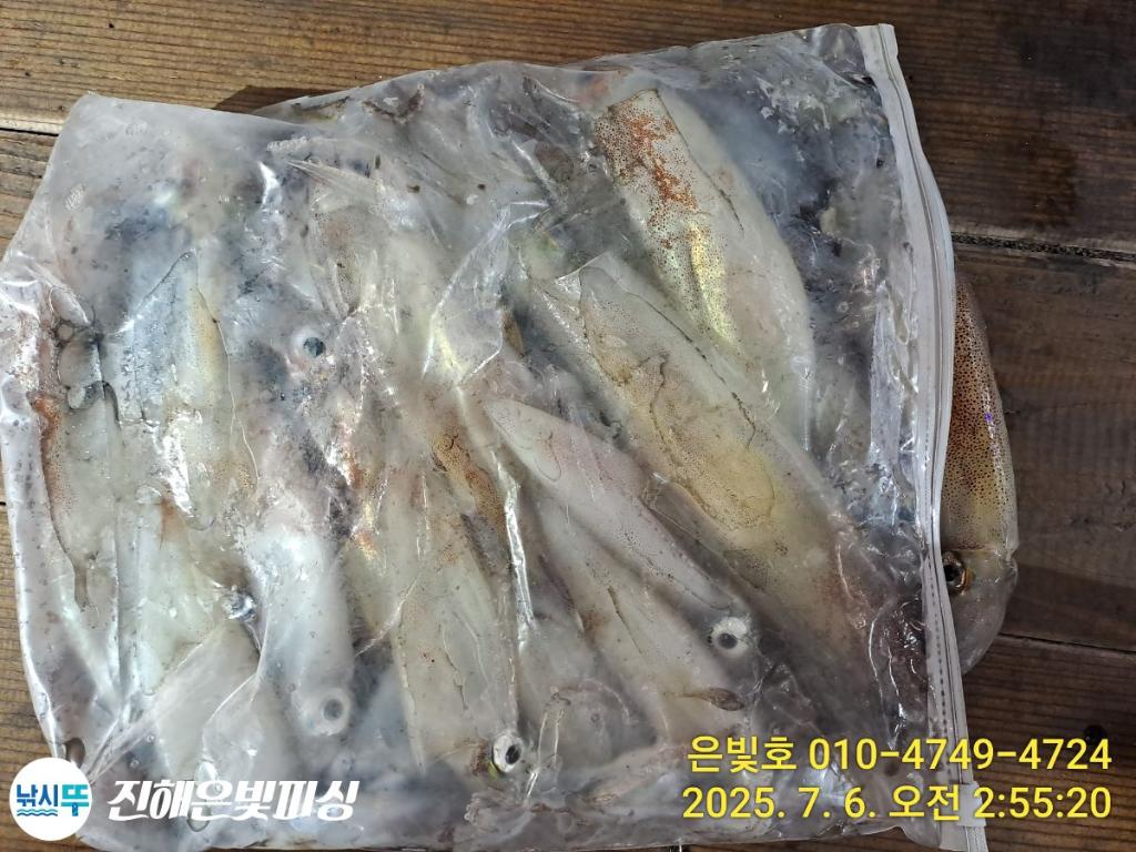 낚시뚜,한치,오징어,진해수도항,진해은빛피싱,낚시뚜5