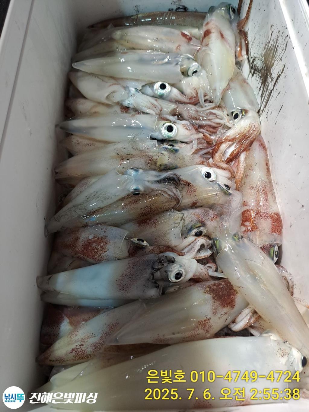 낚시뚜,한치,오징어,진해수도항,진해은빛피싱,낚시뚜4