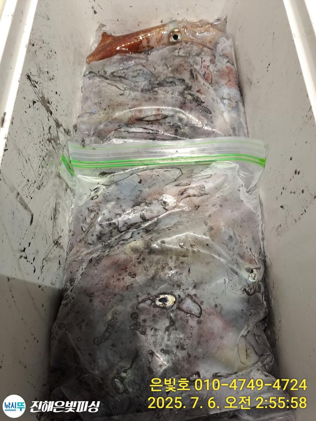 낚시뚜,한치,오징어,진해수도항,진해은빛피싱,낚시뚜3