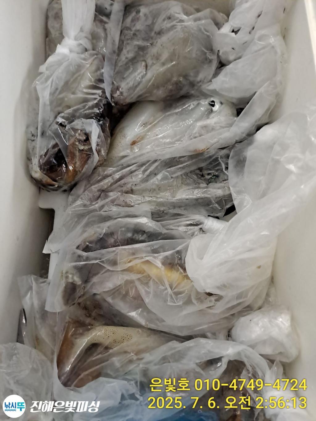낚시뚜,한치,오징어,진해수도항,진해은빛피싱,낚시뚜2