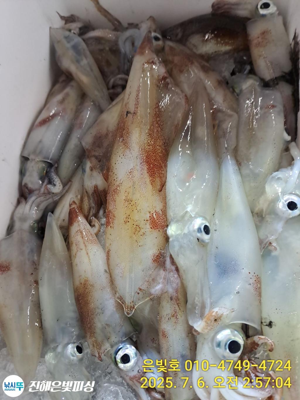 낚시뚜,한치,오징어,진해수도항,진해은빛피싱,낚시뚜1